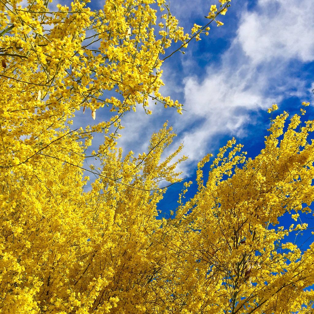 Palo verde trees
